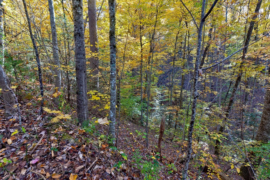 58 Harvest Moon Road Sevierville, TN 37862 - Photo 16 of 18 Gallery Image 16