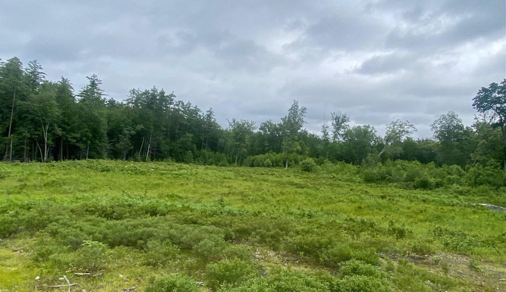 4 Savannah Way Amherst, NH 03031 - Photo 4 of 8 a view of a big yard with plants and large trees