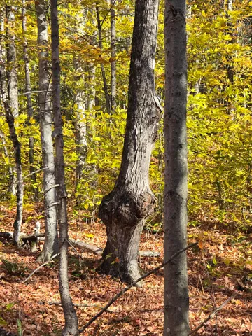 $59,900 | 53 Back Road, Abbot, ME 04406