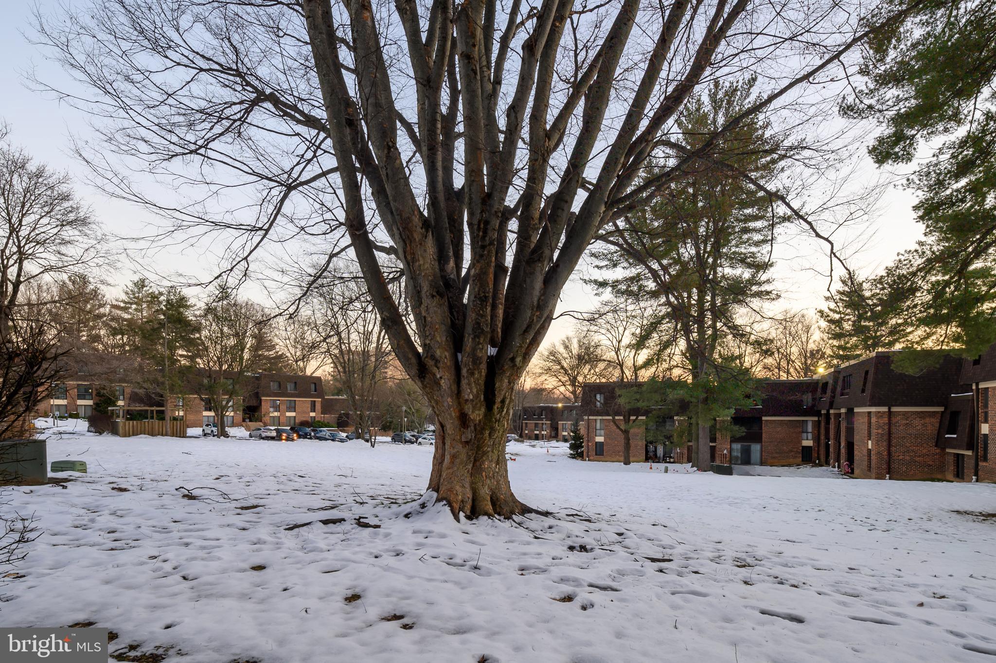 5232 West Running Brook Road, Unit 101 Columbia, MD 21044 - Photo 27 of 39 a tree covered with tall trees