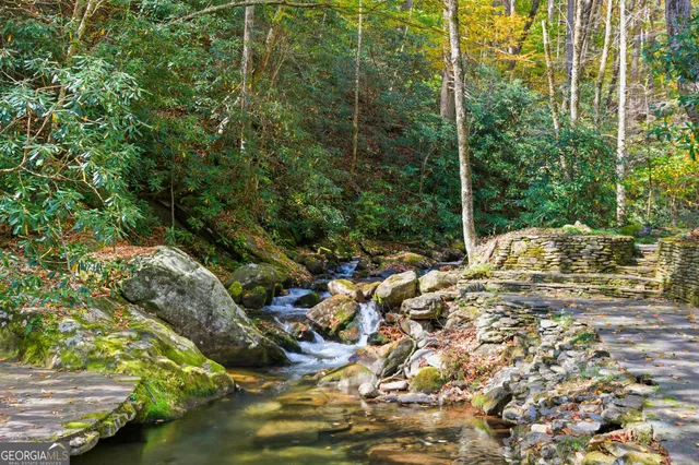 a view of a yard with plants and large trees