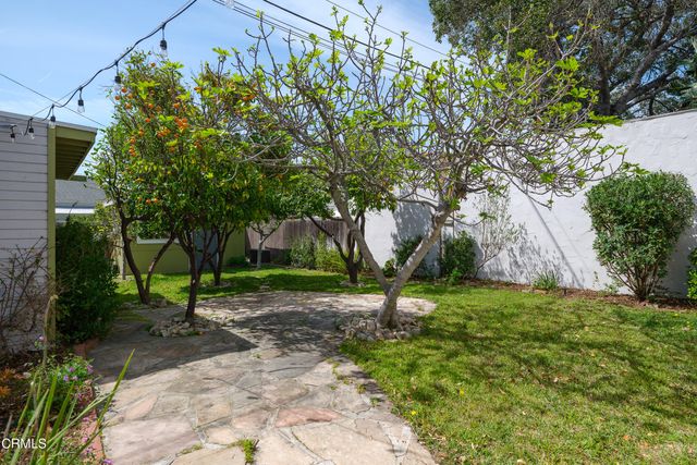 a plant with lots of flowers