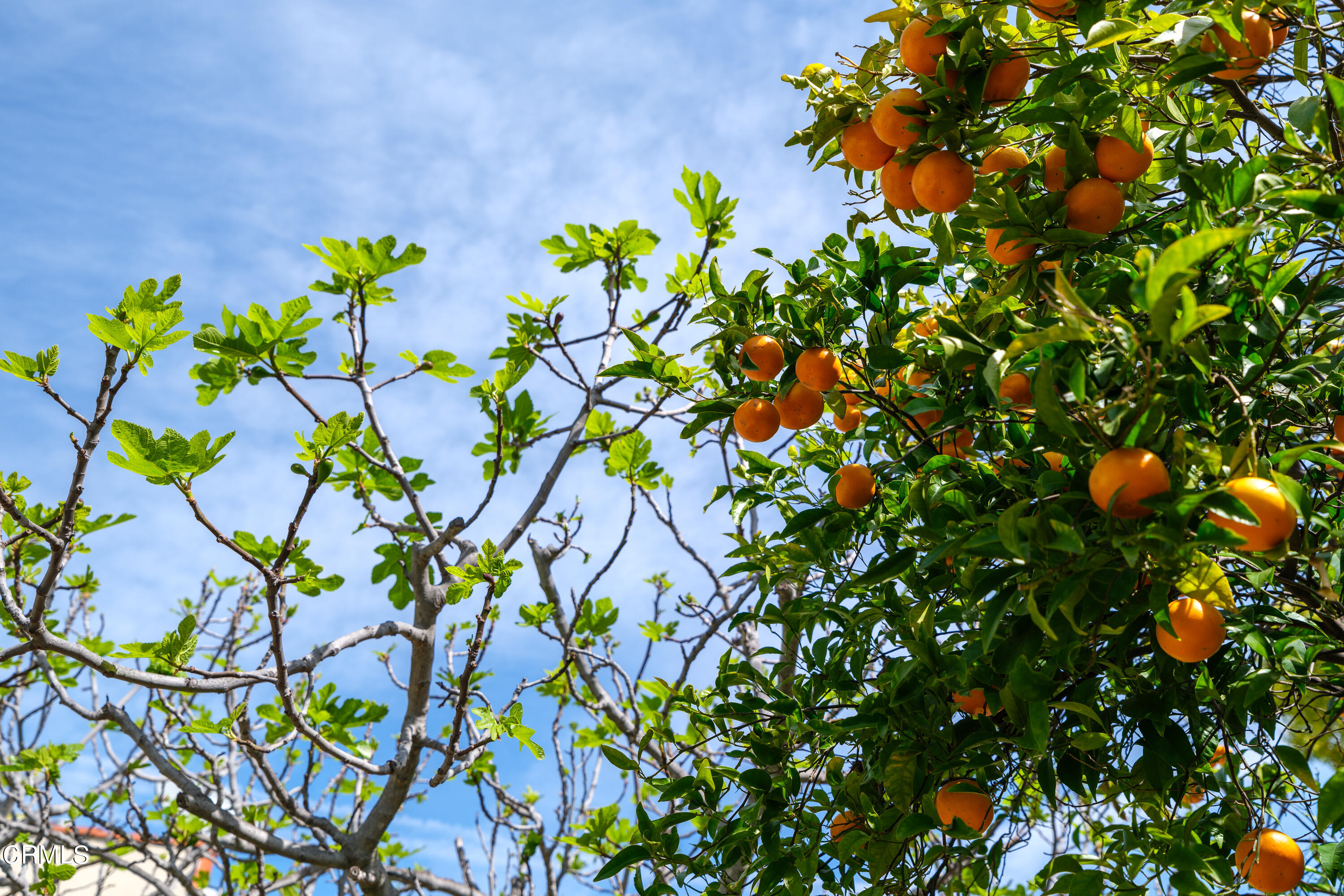 1794 Beverly Drive Pasadena, CA 91104 - Photo 36 of 56 a plant with lots of flowers