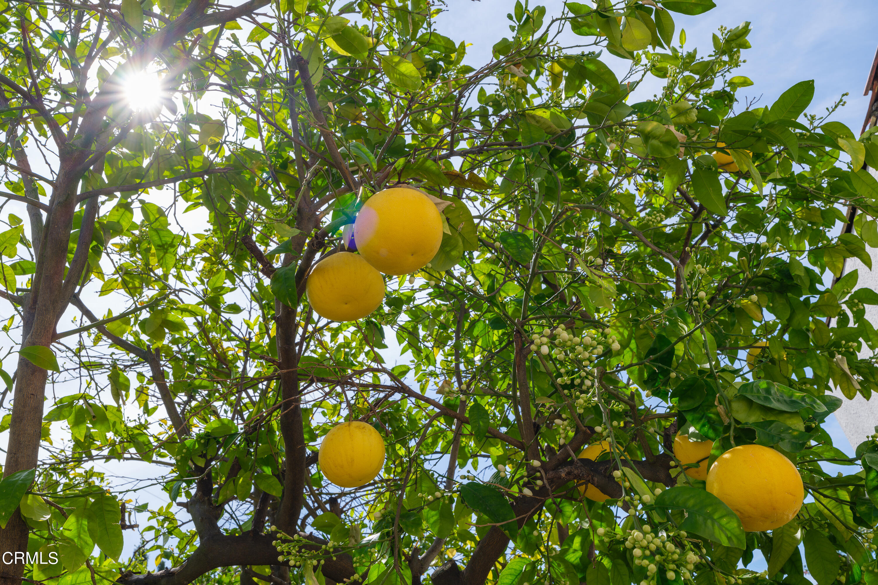 1794 Beverly Drive Pasadena, CA 91104 - Photo 37 of 56 a view of a tree in a backyard of a house