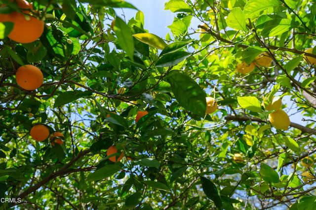 a view of a house with a tree
