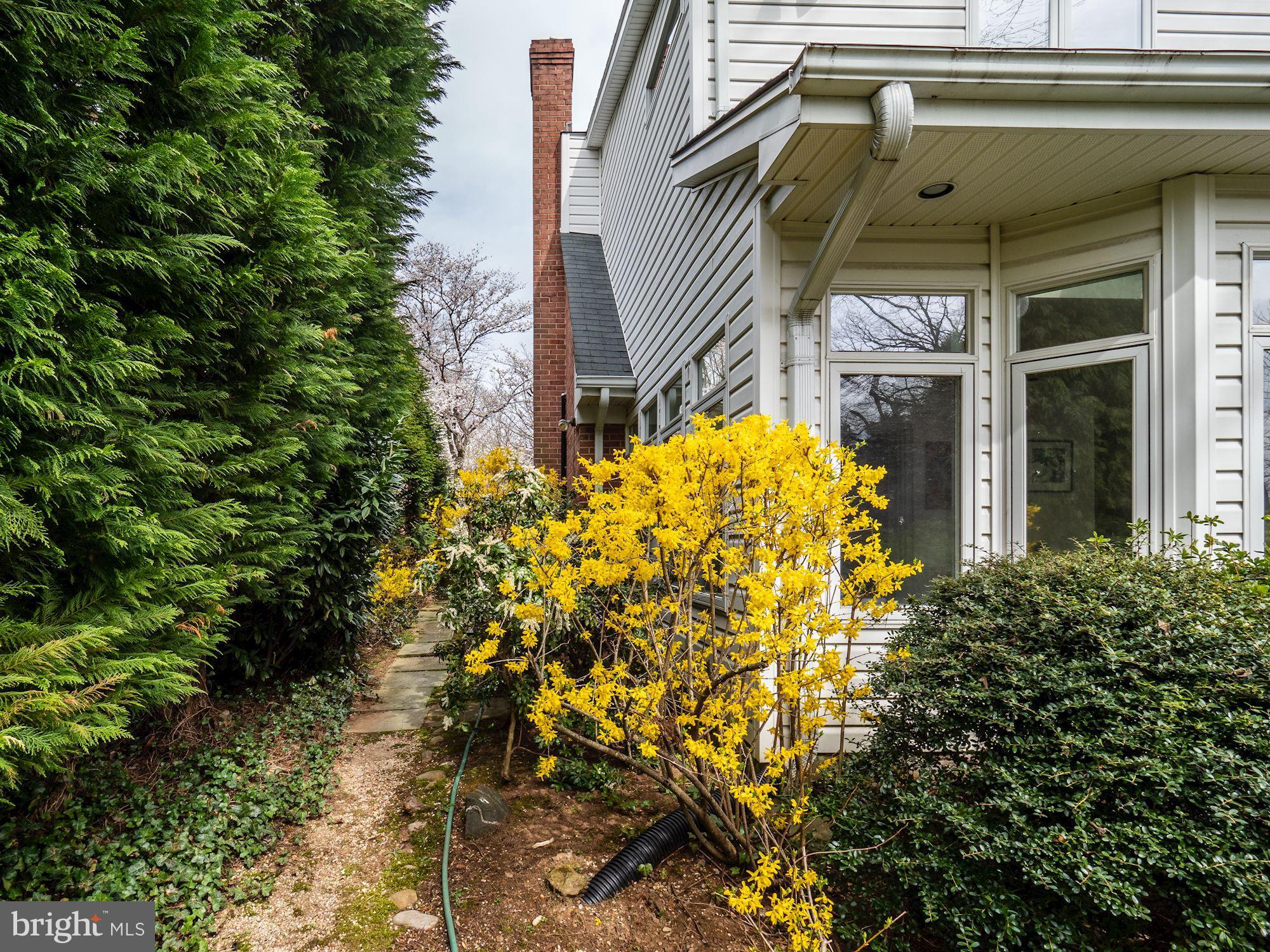 5508 Devon Road Bethesda, MD 20814 - Photo 34 of 41 Forsythia trees