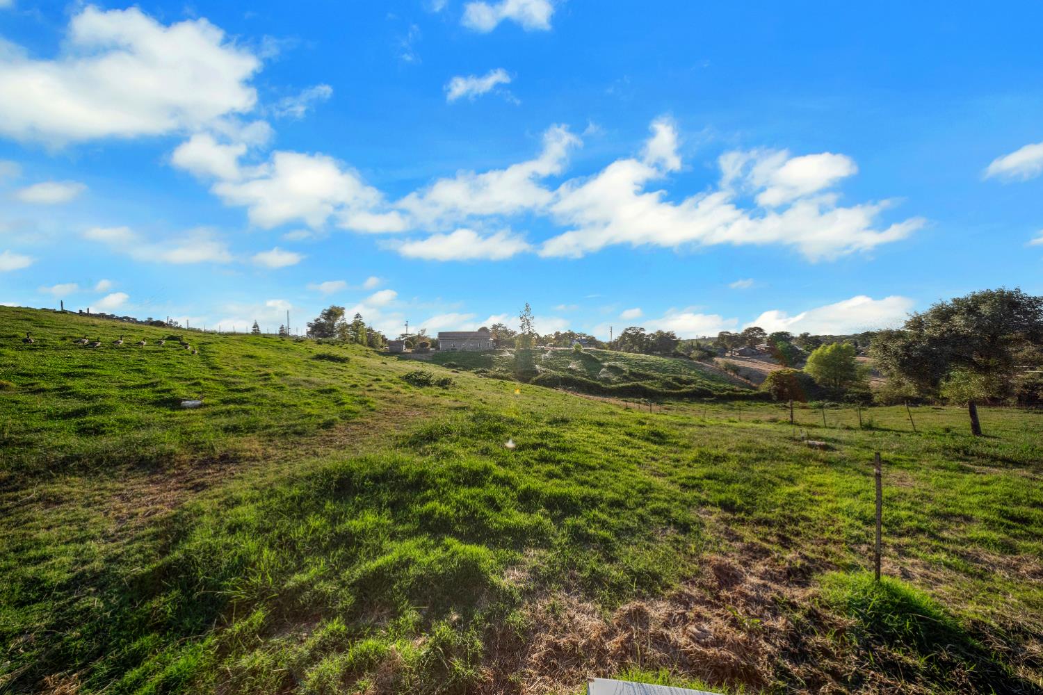 5875 Sycamore Hill Road Newcastle, CA 95658 - Photo 68 of 78 Iriigated pasture with PCWA
