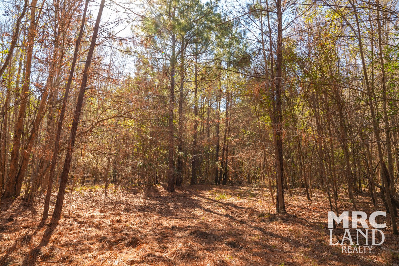 0 Recreational Road 255 Colmesneil, TX 75938 - Photo 26 of 34 a view of a forest filled with trees