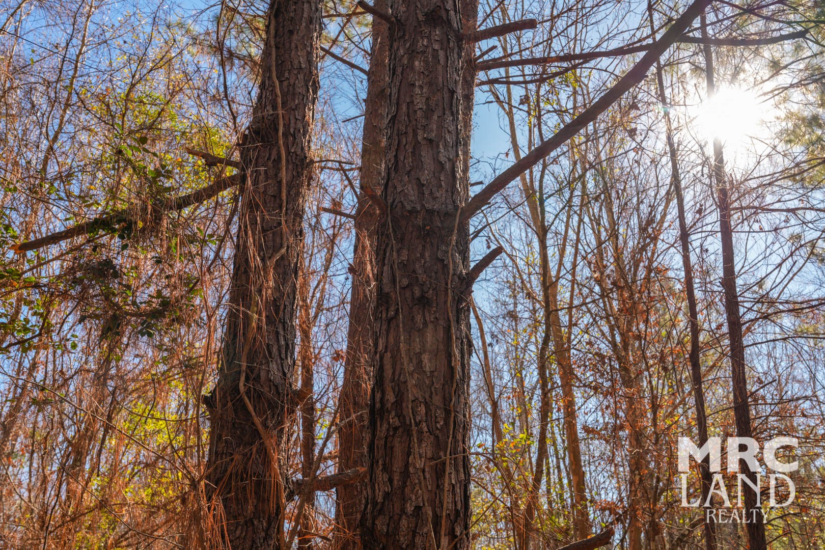 0 Recreational Road 255 Colmesneil, TX 75938 - Photo 28 of 34 a view of tree