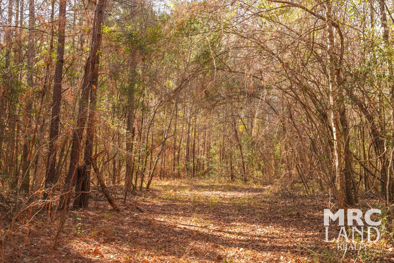 0 Recreational Road 255 Colmesneil, TX 75938 - Photo 29 of 34 a view of backyard space