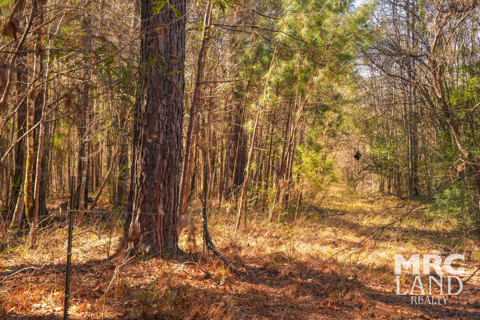 0 Recreational Road 255 Colmesneil, TX 75938 - Photo 3 of 34 a view of outdoor space with wooden fence