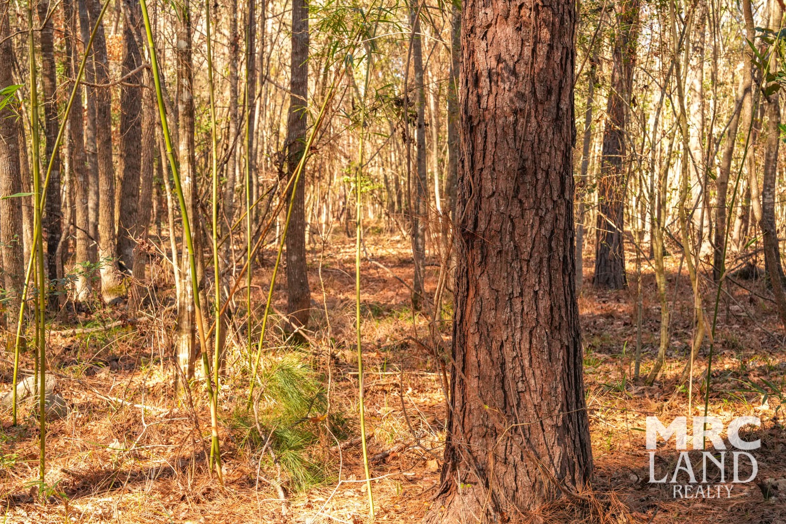 0 Recreational Road 255 Colmesneil, TX 75938 - Photo 33 of 34 a view of outdoor space and a street view