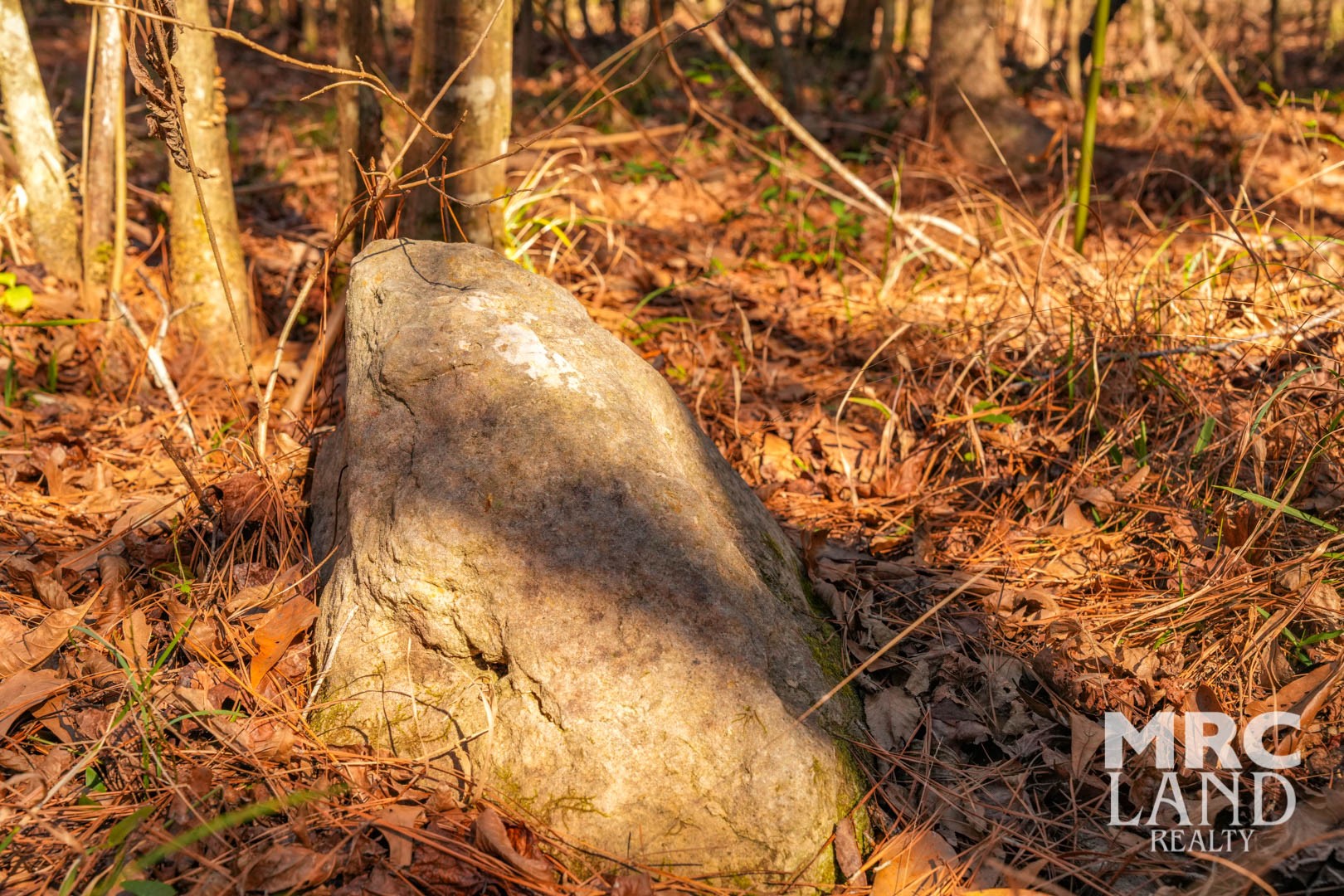 0 Recreational Road 255 Colmesneil, TX 75938 - Photo 4 of 34 a backyard of a house