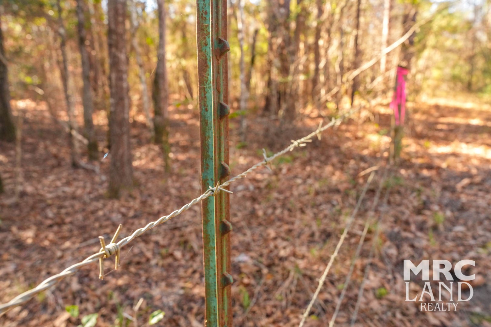 0 Recreational Road 255 Colmesneil, TX 75938 - Photo 5 of 34 a bathroom with a tree