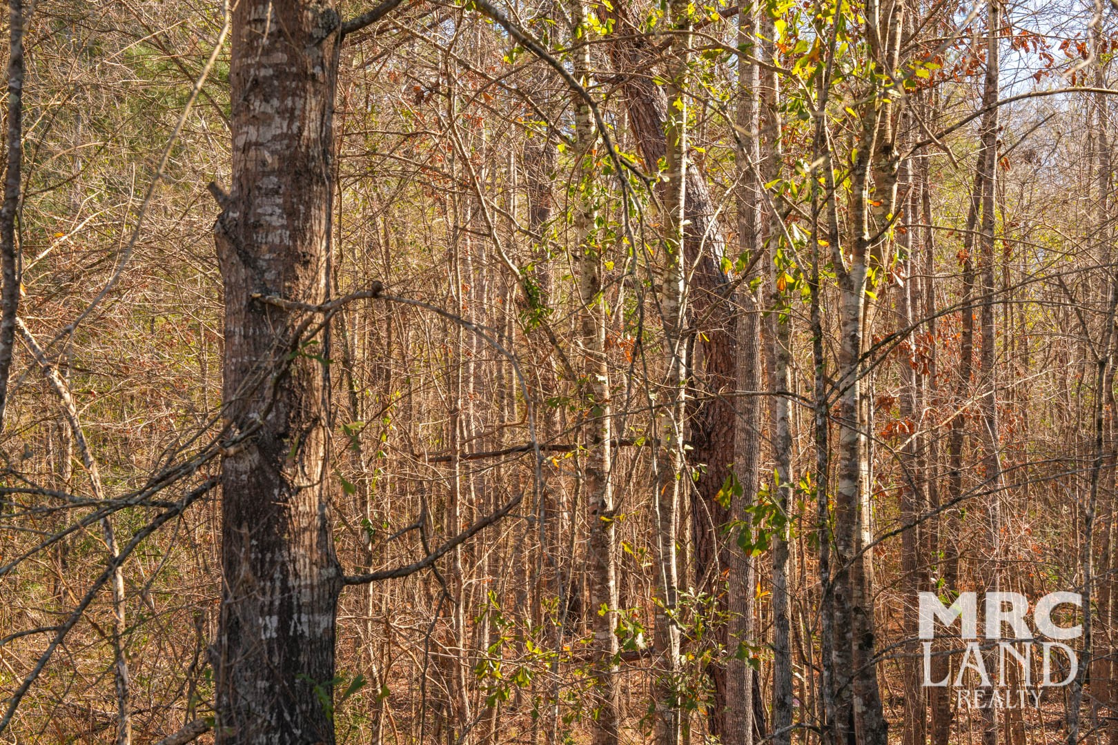 0 Recreational Road 255 Colmesneil, TX 75938 - Photo 8 of 34 a view of tree