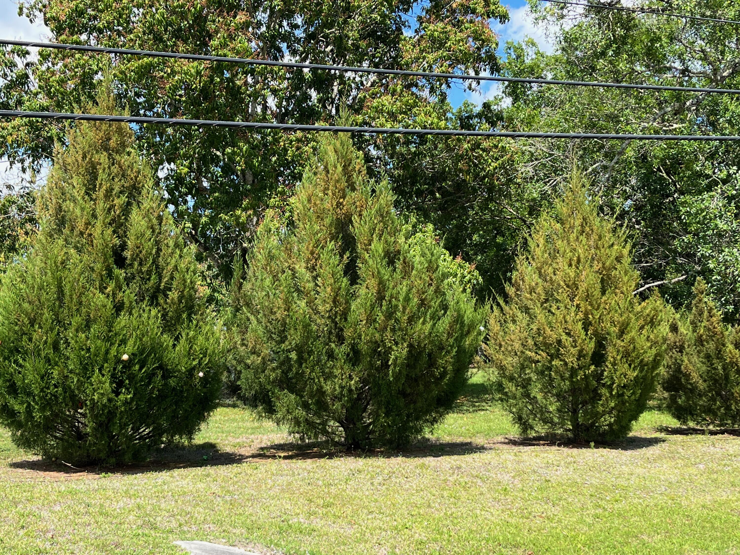 11516 Okeechobee Road Fort Pierce, FL 34945 - Photo 12 of 27 Cedar Lined