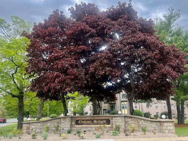 front view of a house with a tree