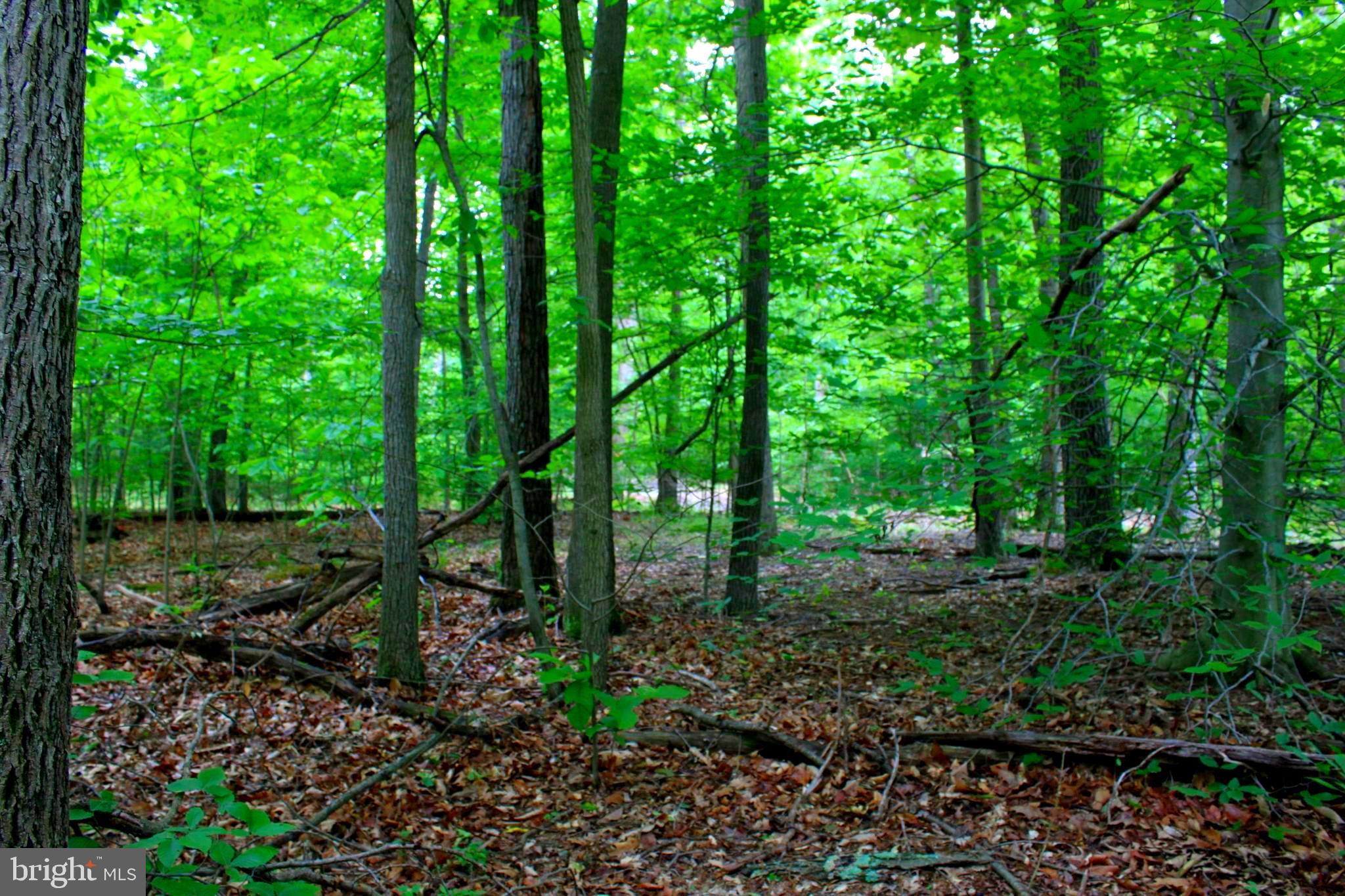 43571 Lost Corner Road Leesburg, VA 20176 - Photo 1 of 27 Quiet wooded lot in the heart of wine country.