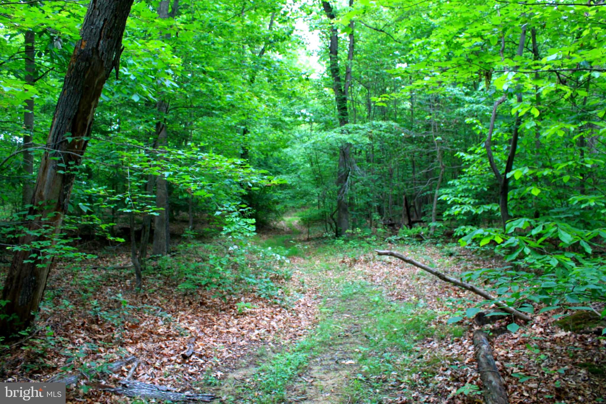 43571 Lost Corner Road Leesburg, VA 20176 - Photo 2 of 27 Private wooded building lot.