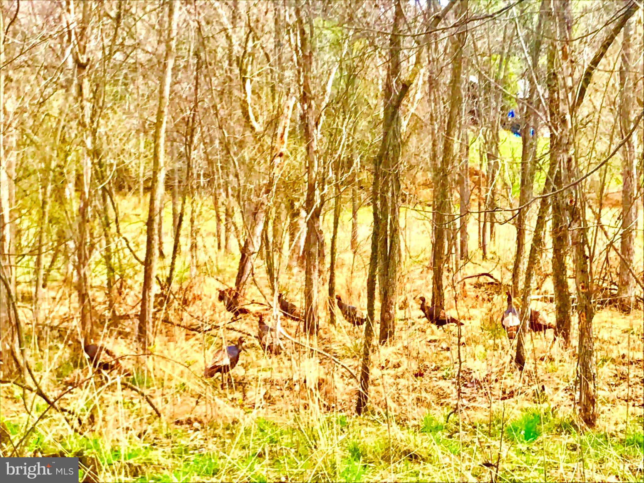 43571 Lost Corner Road Leesburg, VA 20176 - Photo 17 of 27 Wild turkeys.
