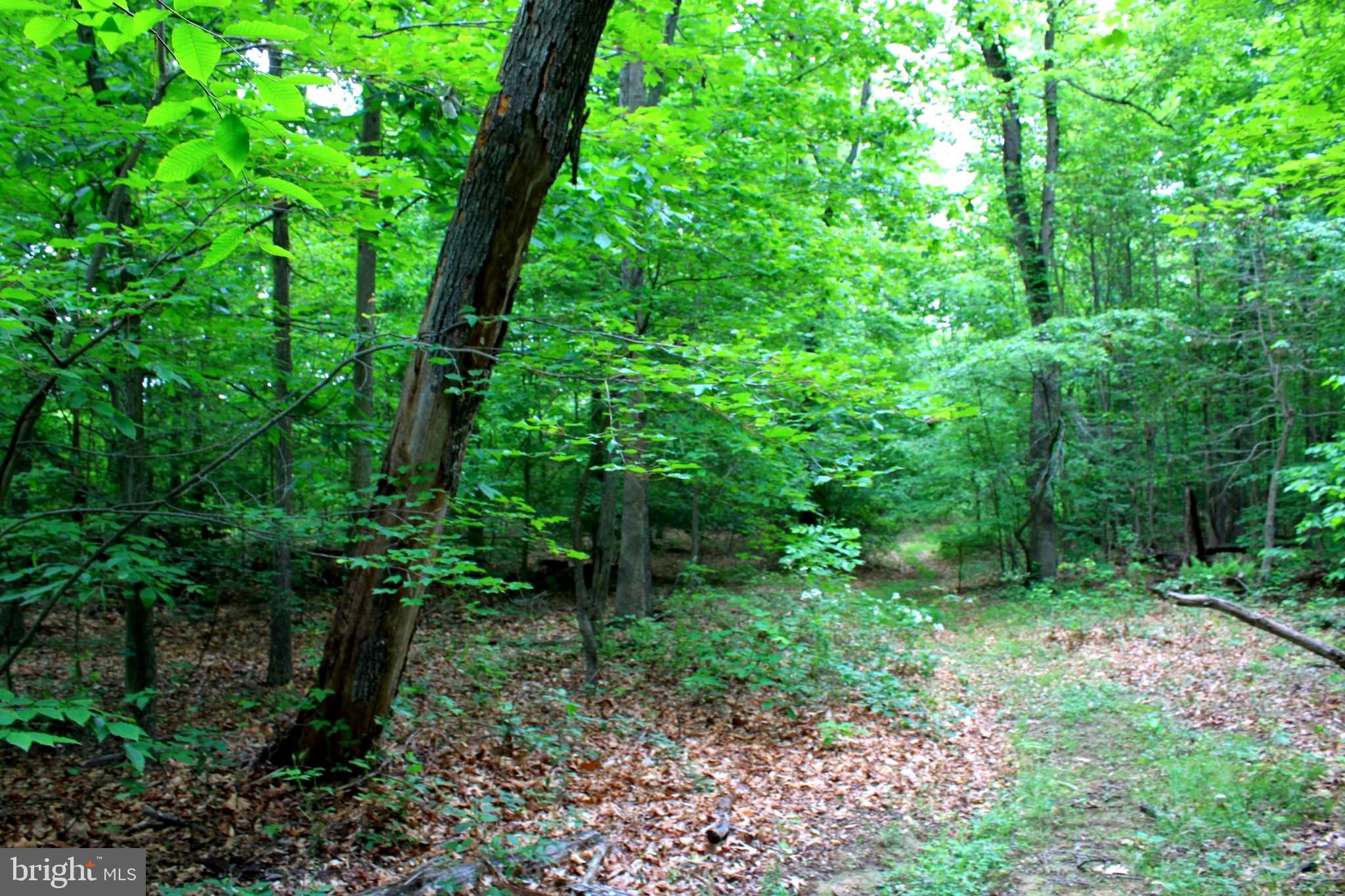 43571 Lost Corner Road Leesburg, VA 20176 - Photo 5 of 27 Nature trails on the property.