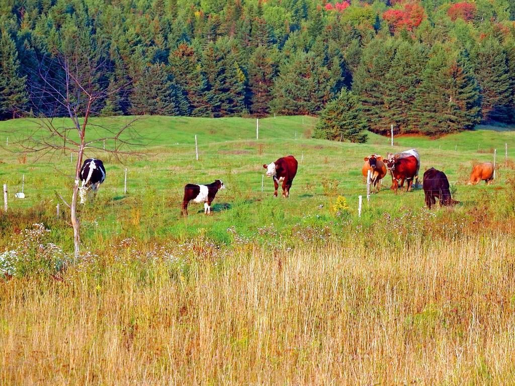 979 Dyer Brook Road Dyer Brook, ME 04747 - Photo 27 of 70 Photo