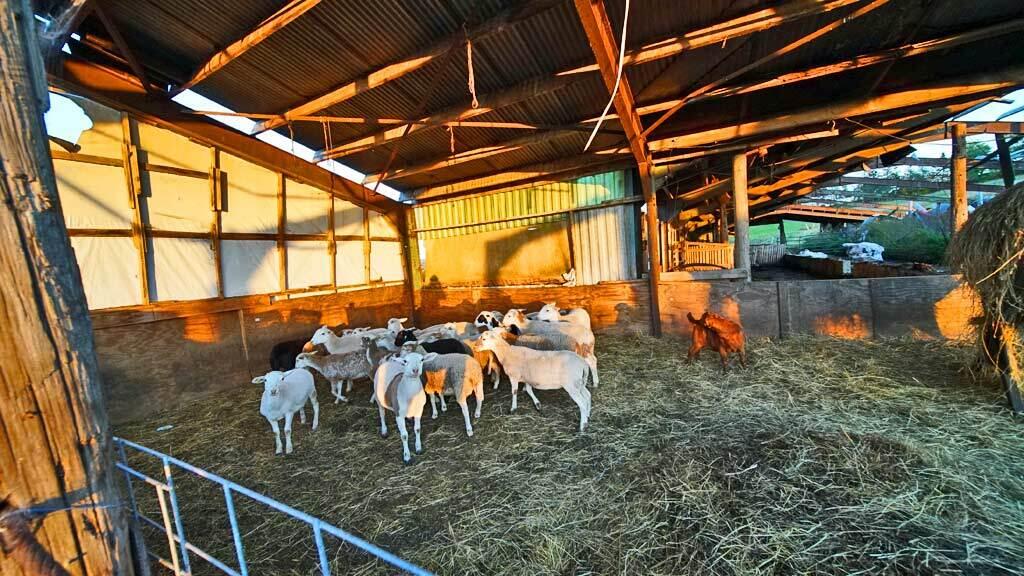 979 Dyer Brook Road Dyer Brook, ME 04747 - Photo 7 of 70 maine-farm-dyer-brook-12