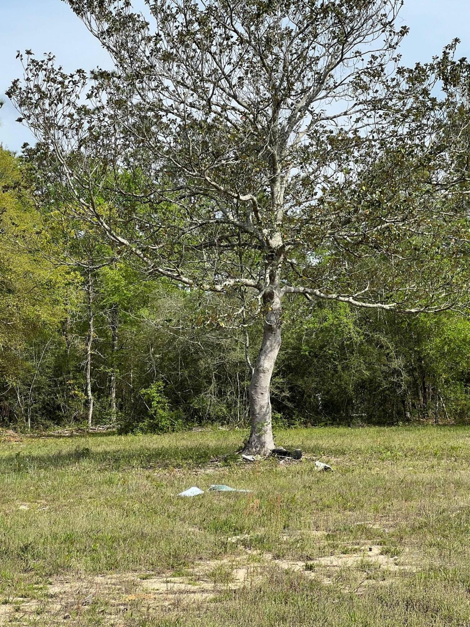3393 King Lake Road DeFuniak Springs, FL 32433 - Photo 2 of 3 a view of a yard with a tree