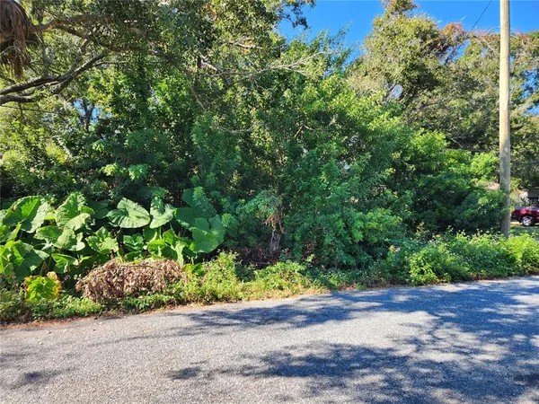 a view of a garden with plants