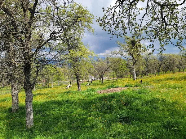 $395,000 | 33323 Buttercup Lane, Squaw Valley, CA 93675