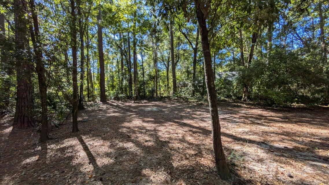 a view of a forest filled with trees