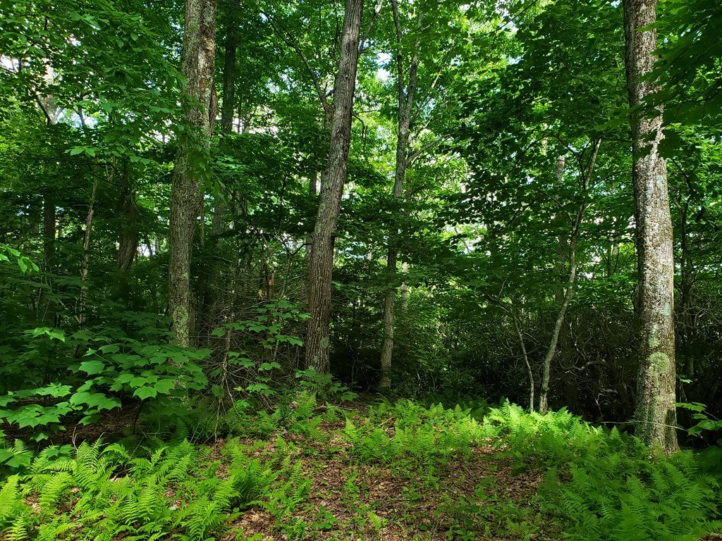 Tbd Flat Ridge Road, Unit 16A7 Troutdale, VA 24378 - Photo 25 of 33 Gallery Image 25