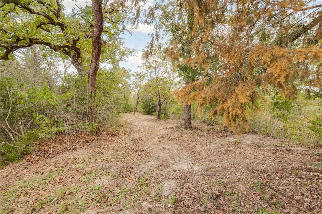 272 Pine Road Somerville, TX 77879 - Photo 10 of 15 a view of a yard with trees in front of it