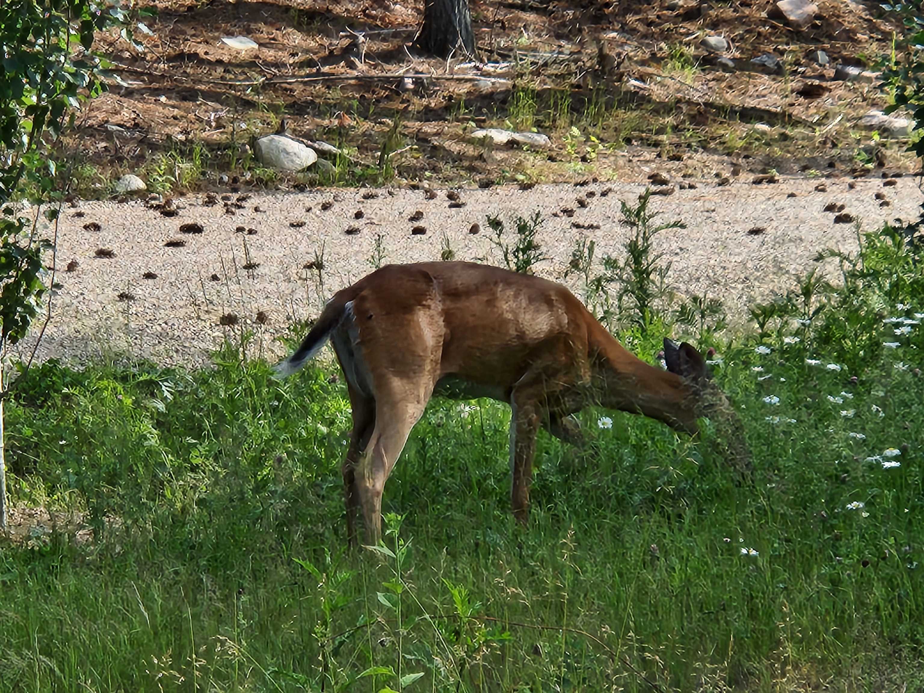1346 Bear Head State Park Road Ely, MN 55731 - Photo 25 of 36