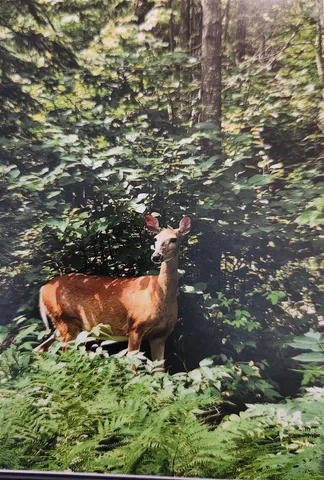 $147,000 | 1346 Bear Head State Park Road, Ely, MN 55731