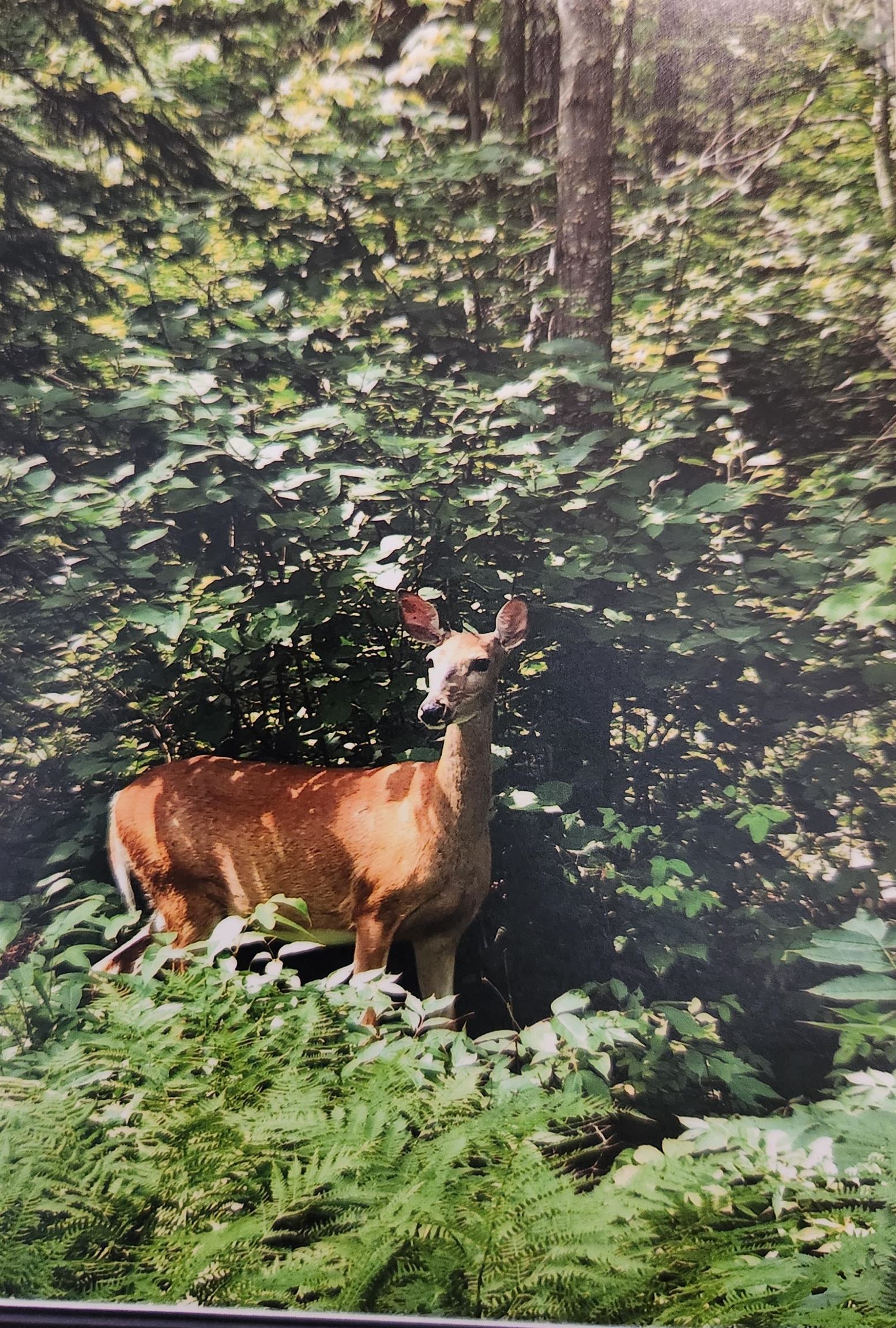 1346 Bear Head State Park Road Ely, MN 55731 - Photo 27 of 36