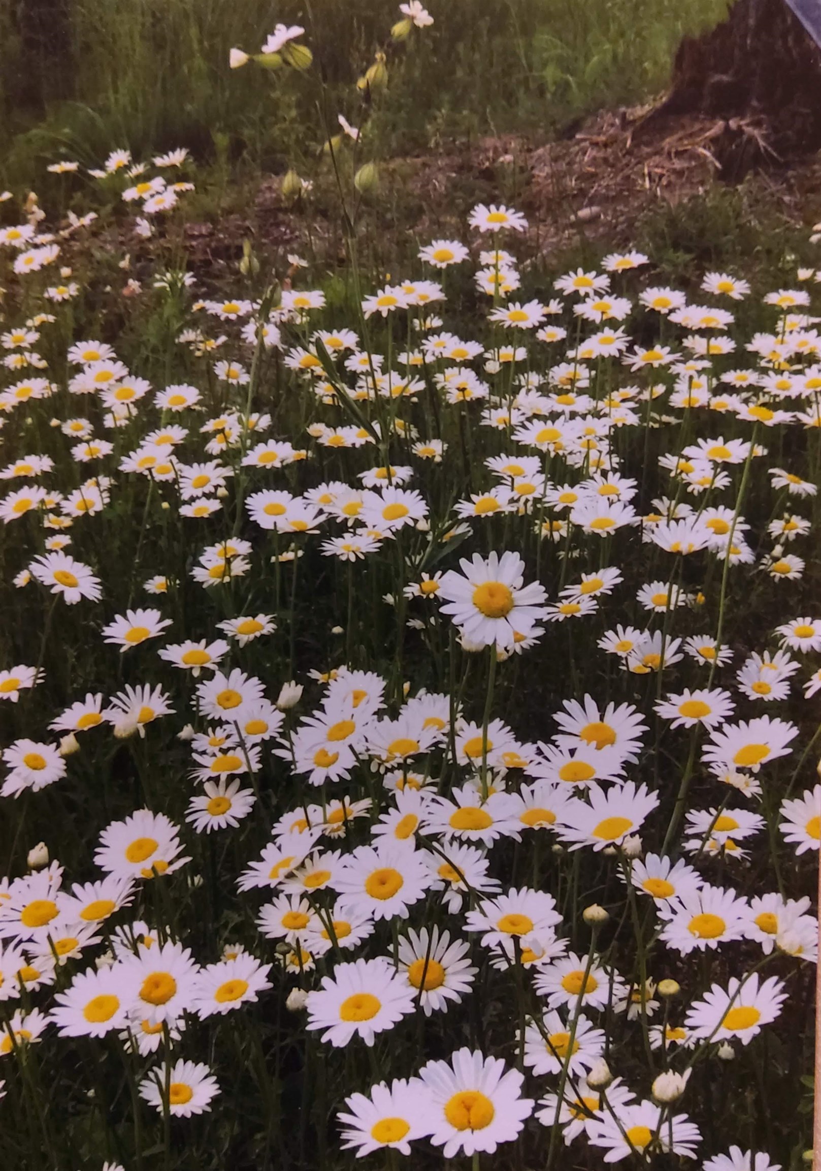 1346 Bear Head State Park Road Ely, MN 55731 - Photo 29 of 36