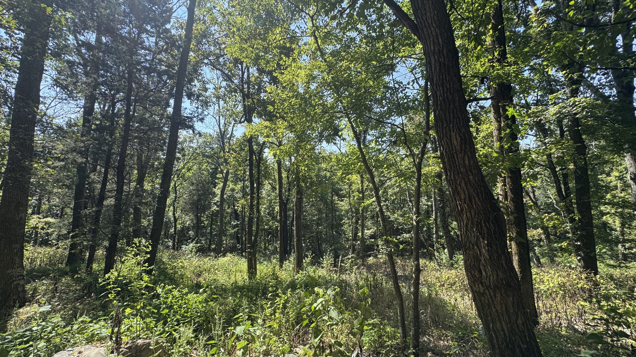 2958 Spanntown Road Arrington, TN 37014 - Photo 11 of 11 a view of forest