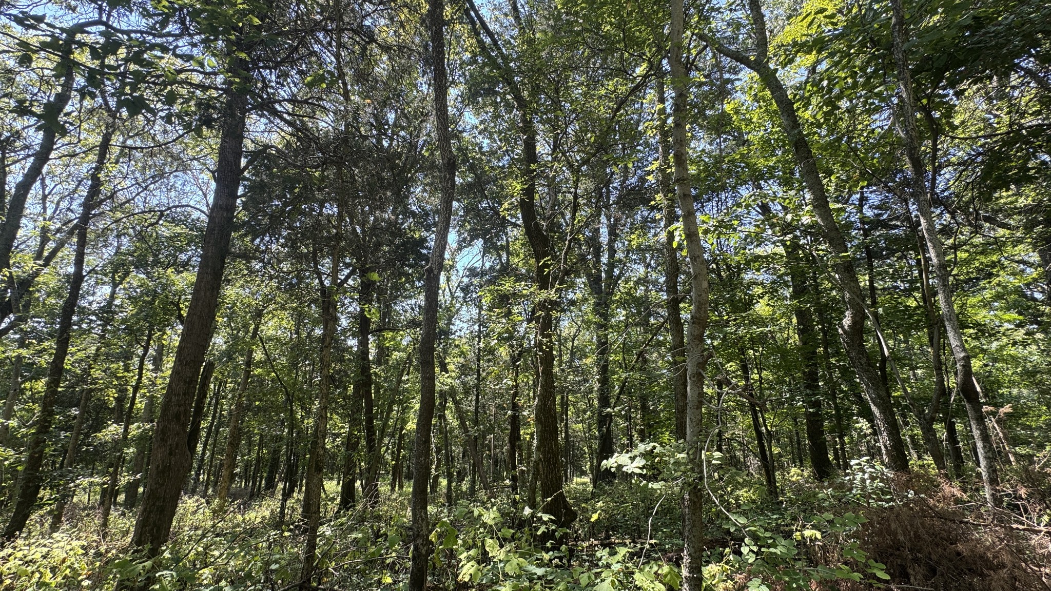 2958 Spanntown Road Arrington, TN 37014 - Photo 8 of 11 a view of a large tree