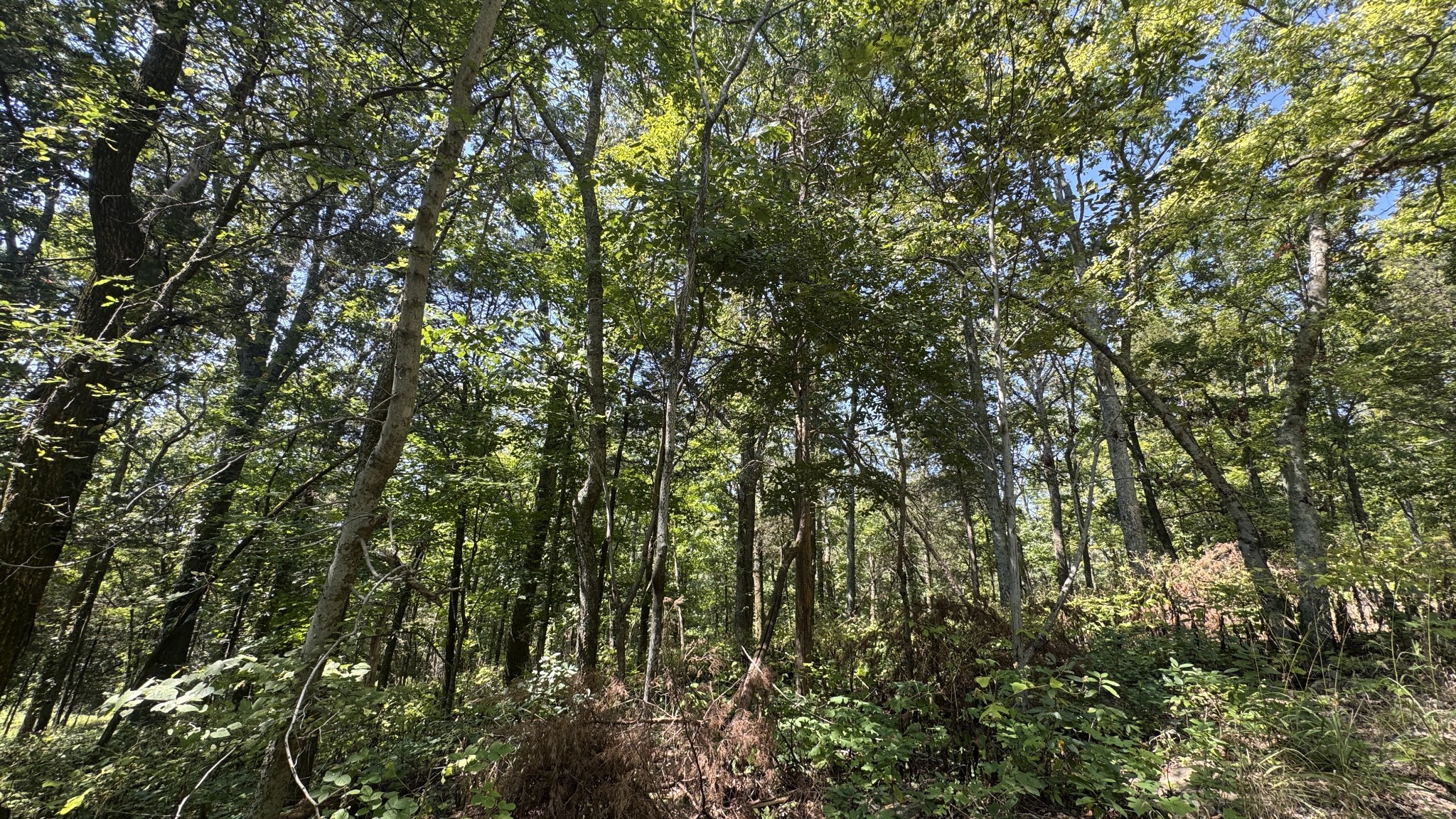 2958 Spanntown Road Arrington, TN 37014 - Photo 9 of 11 a view of a yard