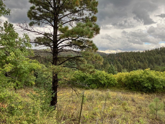 1 La Sierra Road Holman, NM 87723 - Photo 10 of 18