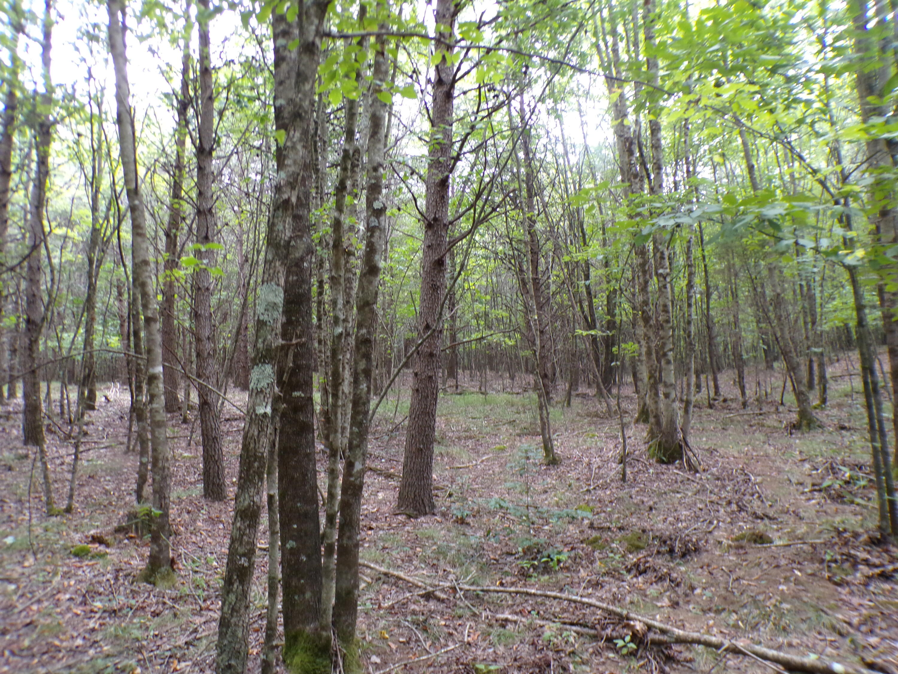0 Goforth Road, Unit 5/6 Spencer, TN 38585 - Photo 17 of 56 100_0373
