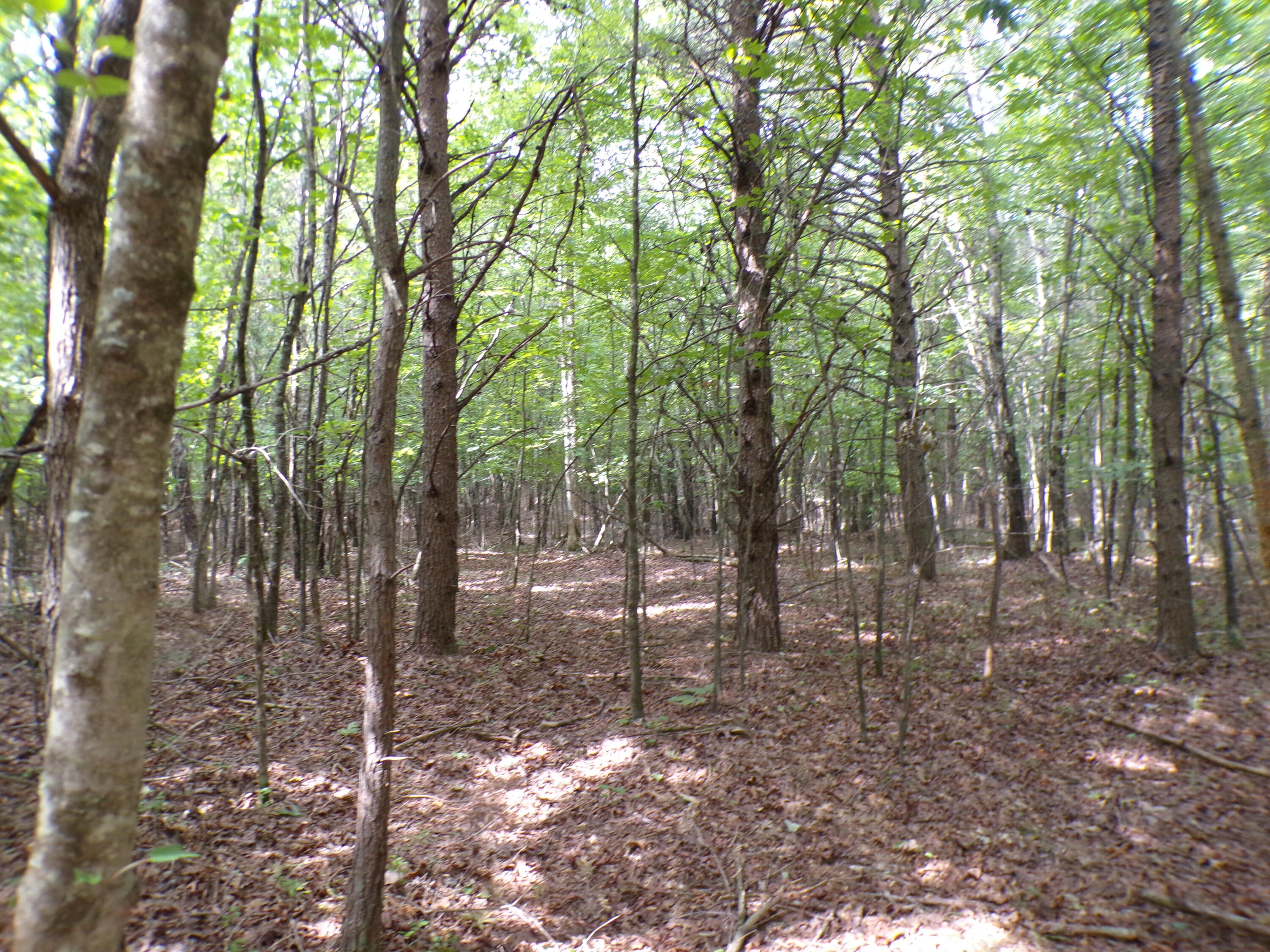 0 Goforth Road, Unit 5/6 Spencer, TN 38585 - Photo 23 of 56 100_0379