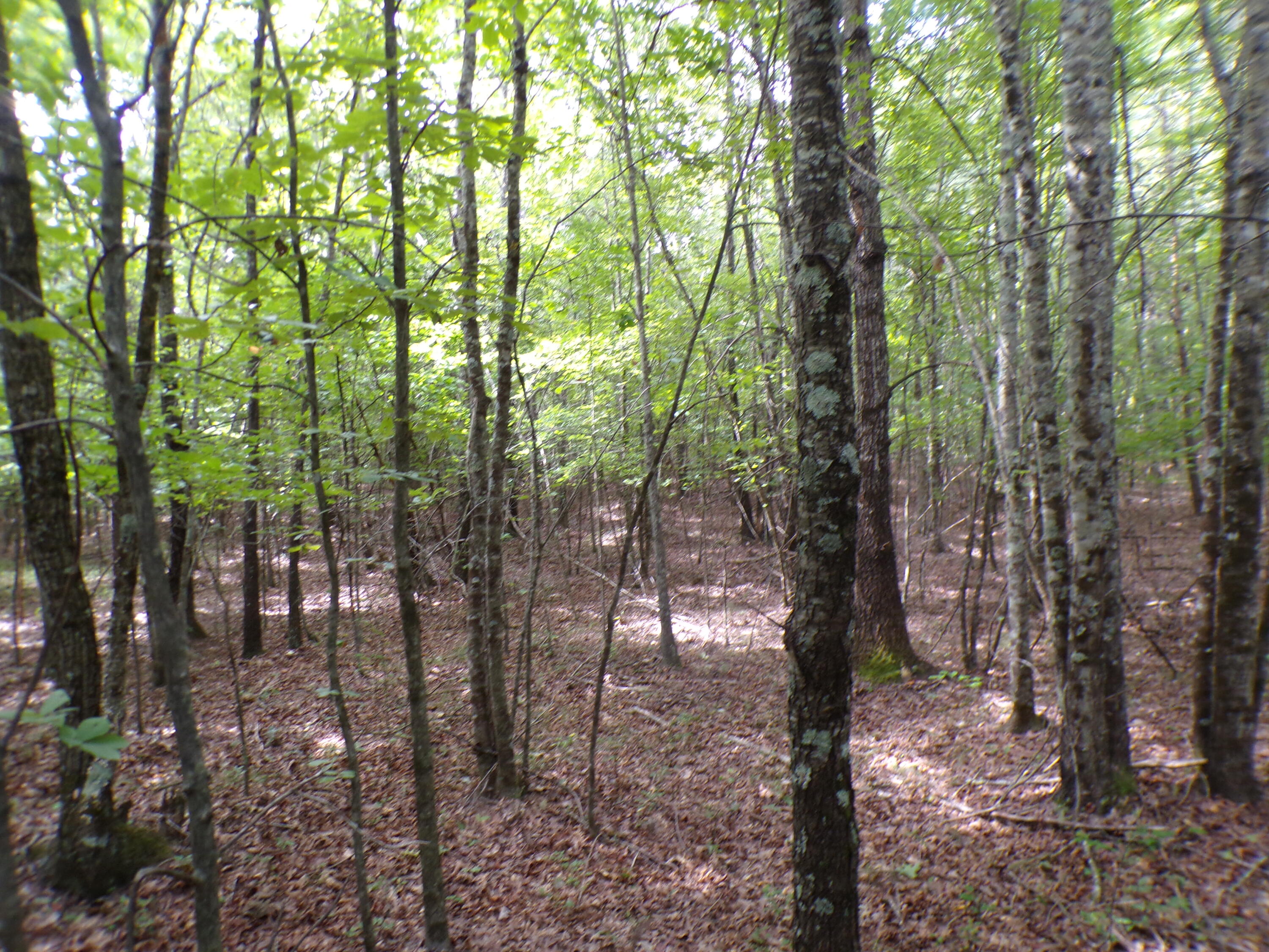 0 Goforth Road, Unit 5/6 Spencer, TN 38585 - Photo 26 of 56 100_0382