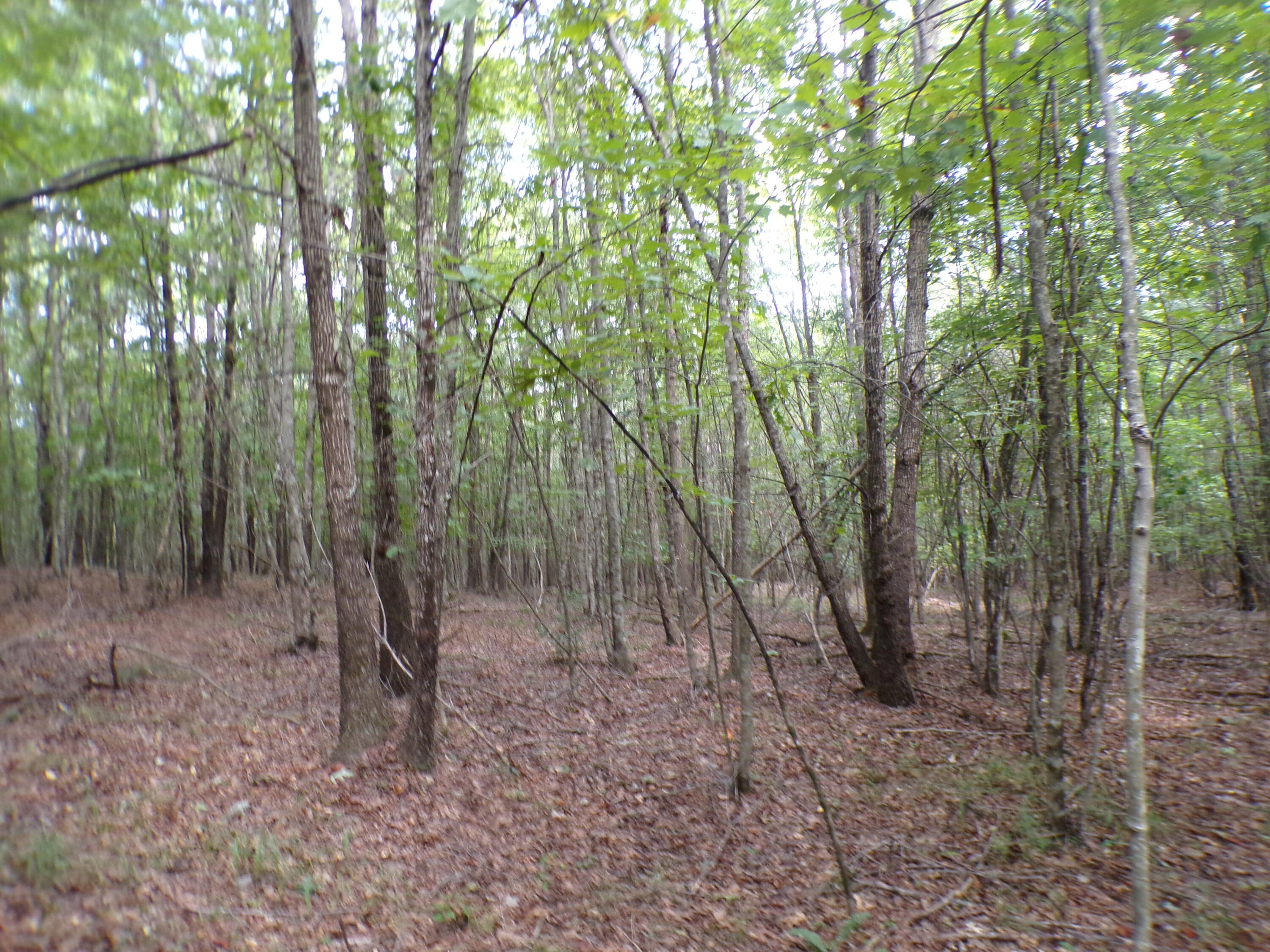 0 Goforth Road, Unit 5/6 Spencer, TN 38585 - Photo 27 of 56 100_0383