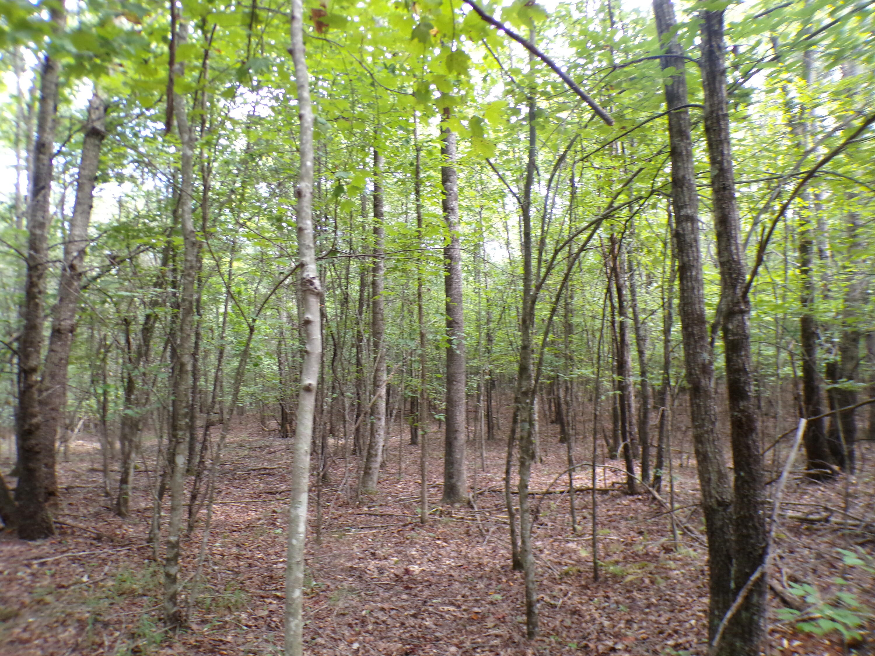 0 Goforth Road, Unit 5/6 Spencer, TN 38585 - Photo 28 of 56 100_0384
