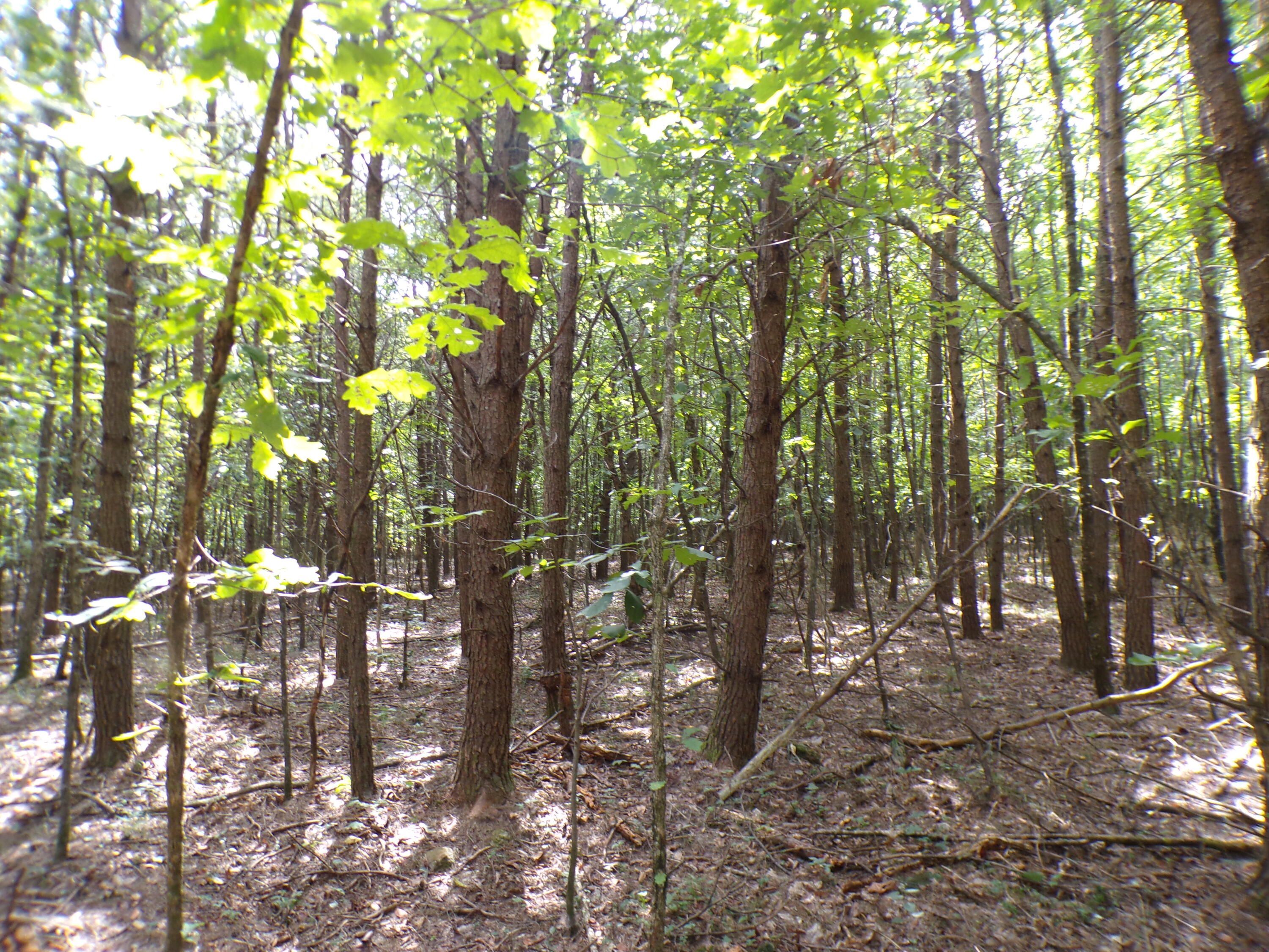 0 Goforth Road, Unit 5/6 Spencer, TN 38585 - Photo 29 of 56 100_0385