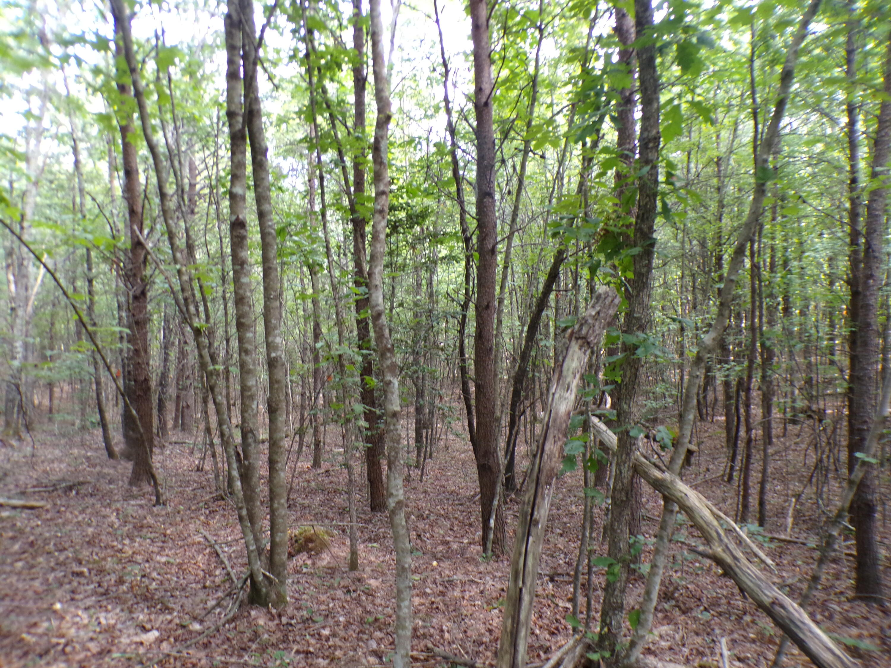 0 Goforth Road, Unit 5/6 Spencer, TN 38585 - Photo 30 of 56 100_0386