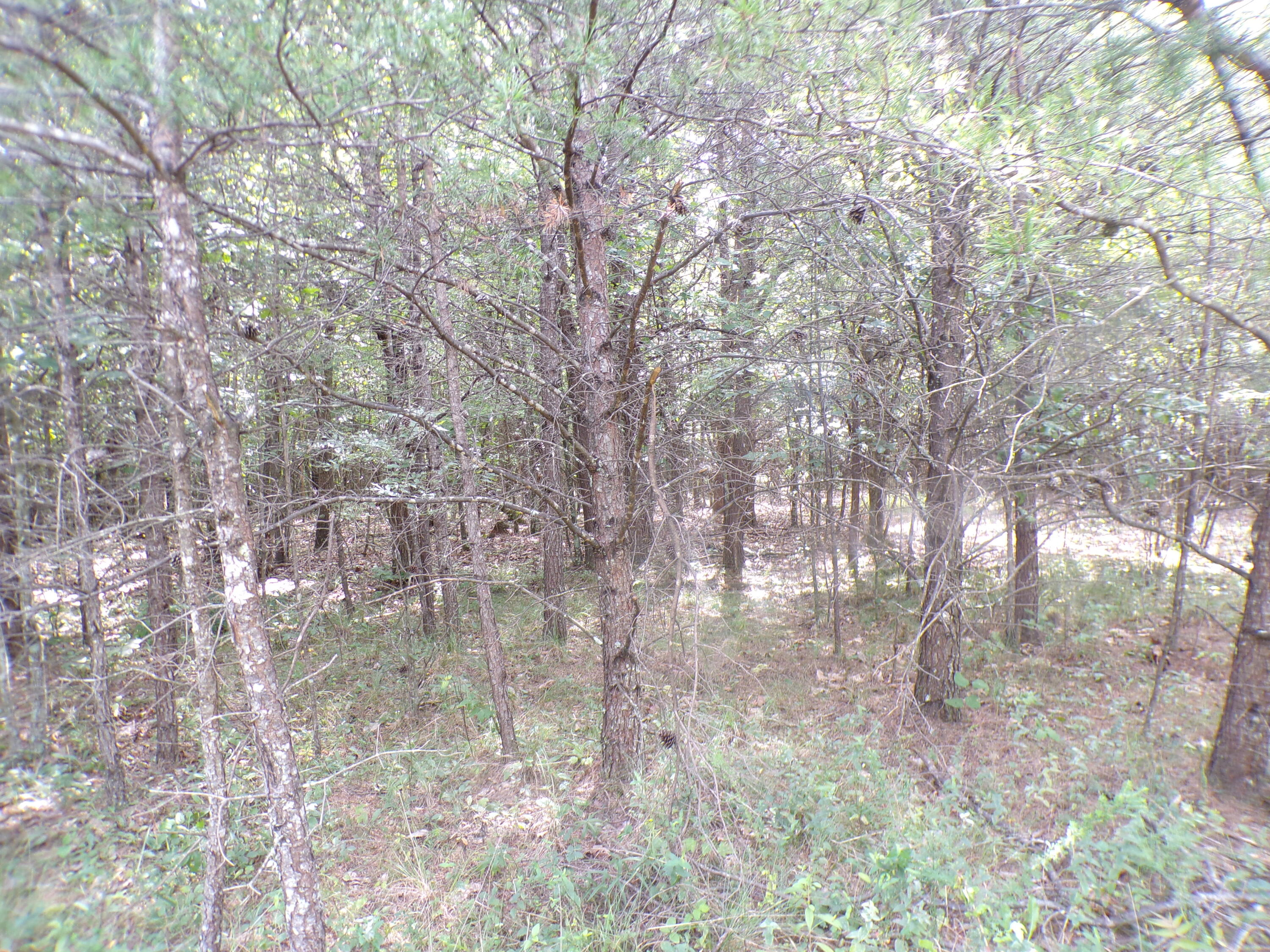 0 Goforth Road, Unit 5/6 Spencer, TN 38585 - Photo 3 of 56 100_0358