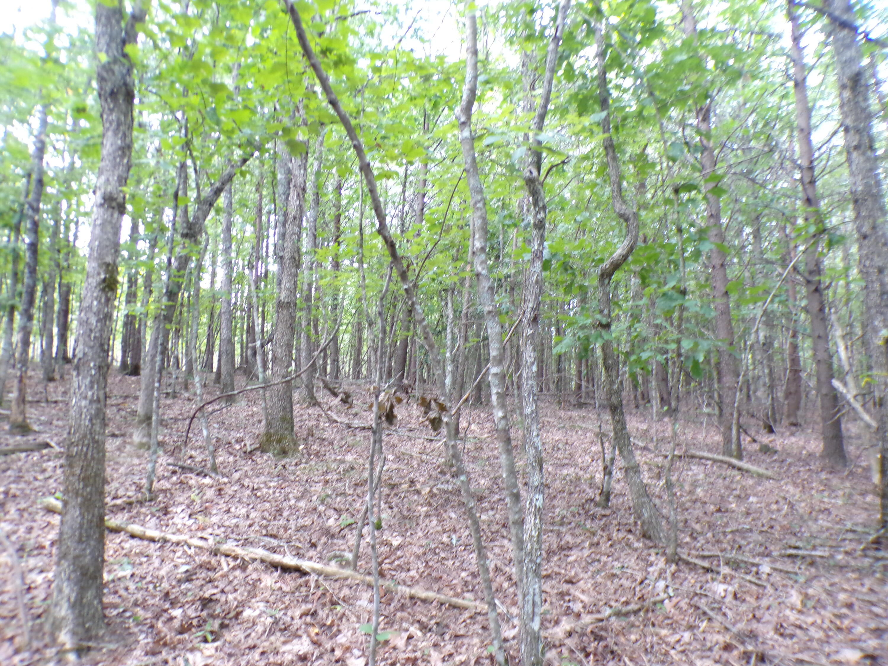0 Goforth Road, Unit 5/6 Spencer, TN 38585 - Photo 32 of 56 100_0388